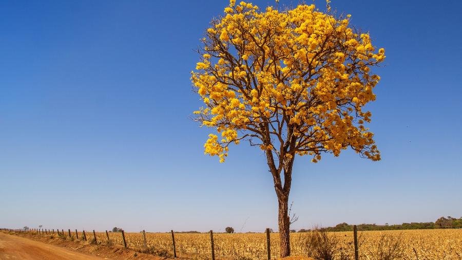 Belezas de Piri que florescem com a chegada da Primavera