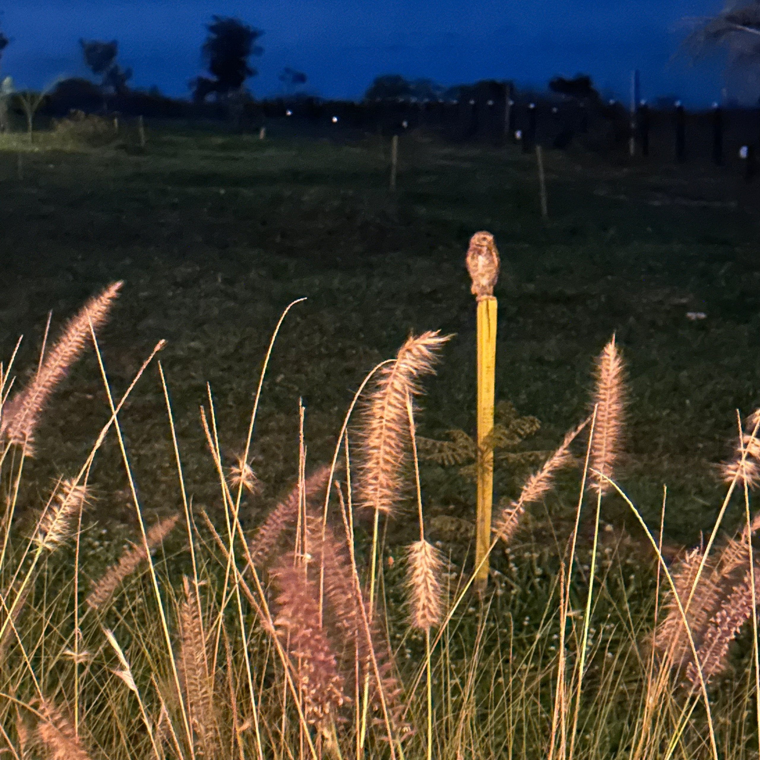 🦉 O que as corujas estão fazendo à noite no Shambala?