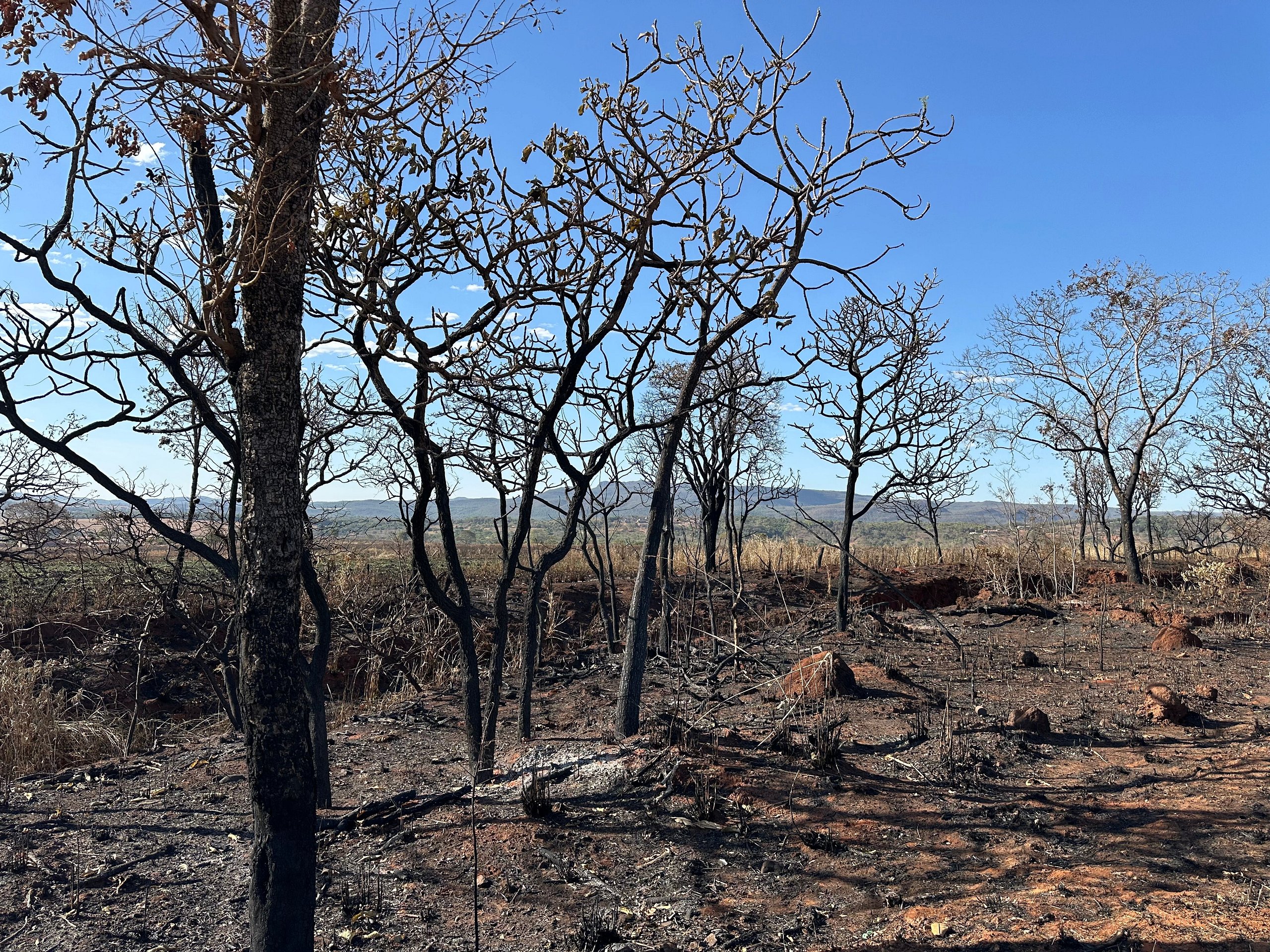 Cerrado Vivo